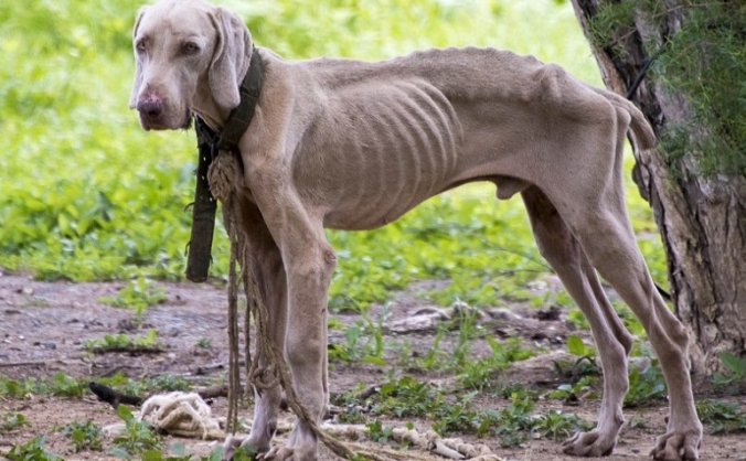 Food For Venezuelan's Dogs
