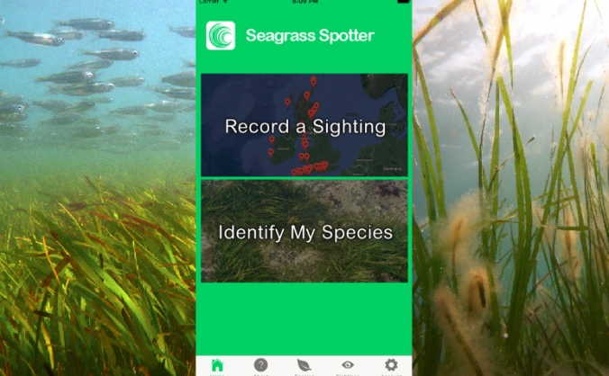 Taking Seagrass Spotter to the World