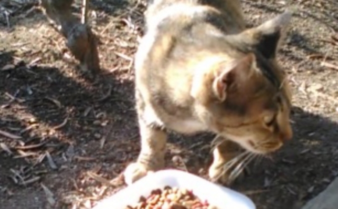 Bringing an abandoned cat from Spain to the UK