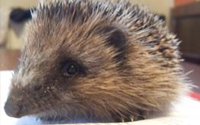 Hedgehog Rehabilitation Shed