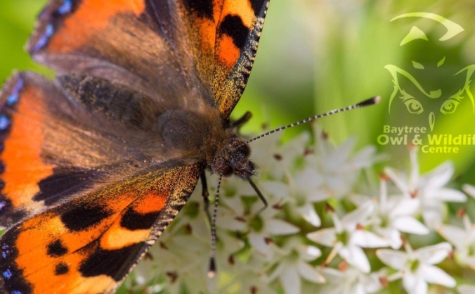 Baytree Native Butterfly House