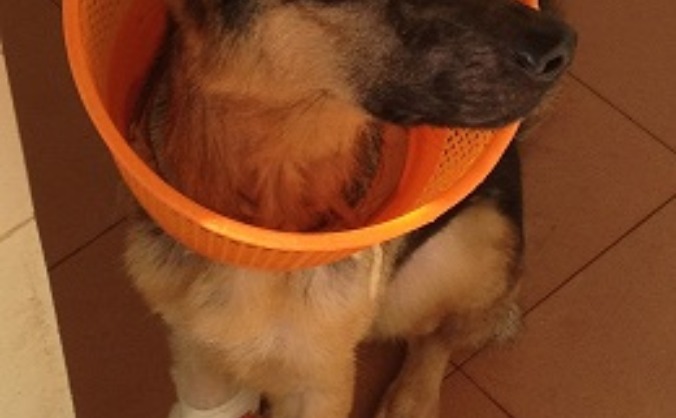 Send a Vet Nurse to India