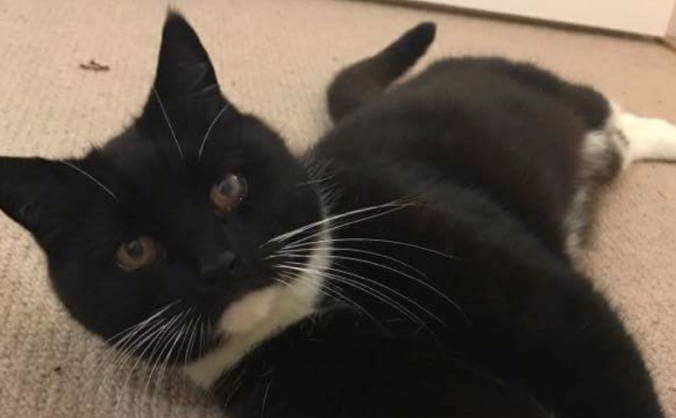 Help us to rescue 14 y.o. ill and homelessness cat