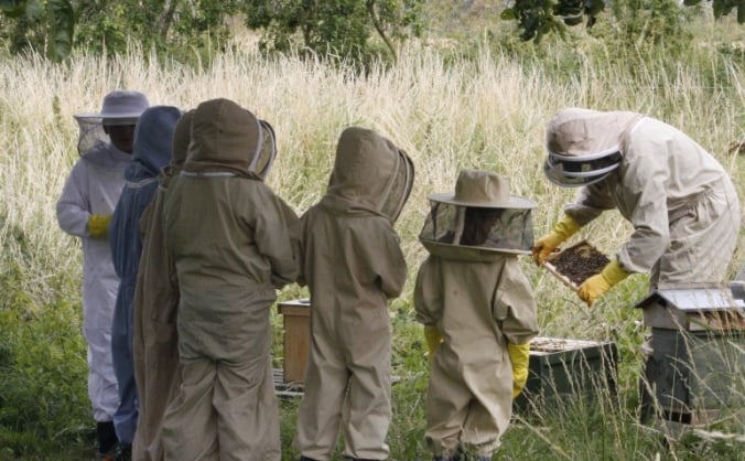 Bee Innovative