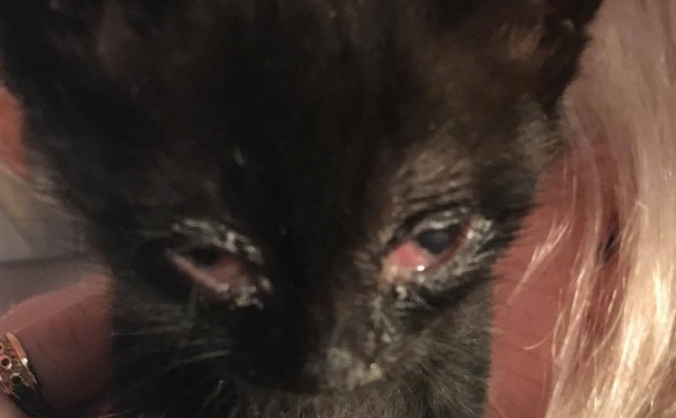 5 Sick kittens needing intensive care