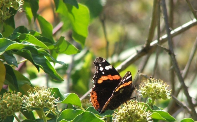 The Arnos Vale Community Garden
