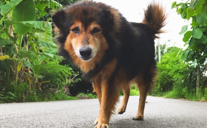 URGENT: Help me bring Oli to her furever home
