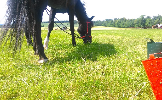 Riding for Scotland