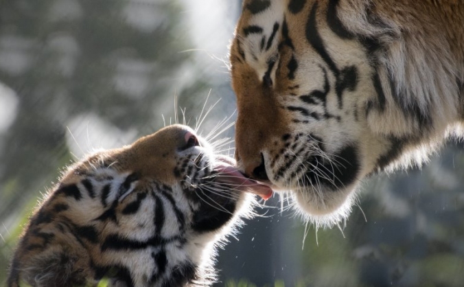 National Tiger Awareness Day 29/7/17