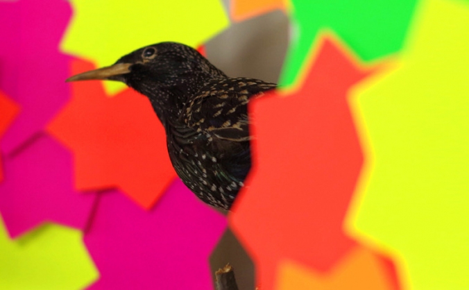 MORPHOS Fulldome Artist in Residence 2015