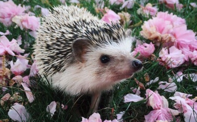The Hedgehog Sanctuary
