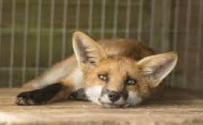 Oak and Furrows - Local Wildlife Charity