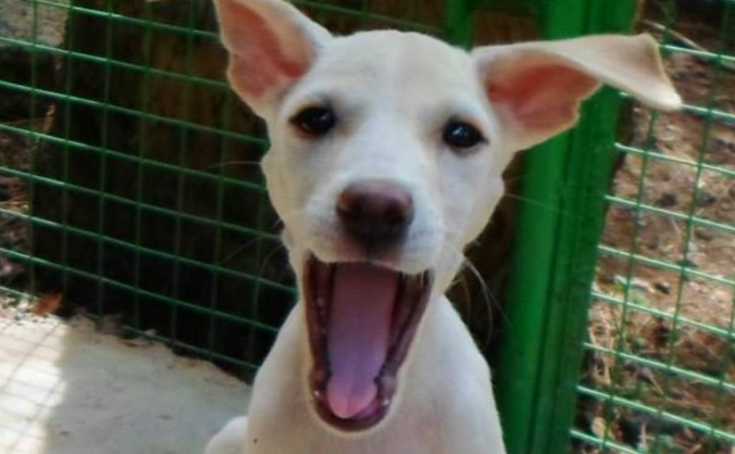 Street Dog Welfare
