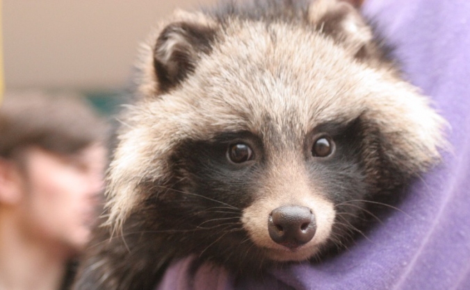 Help MagnaRep save animals Lives!!