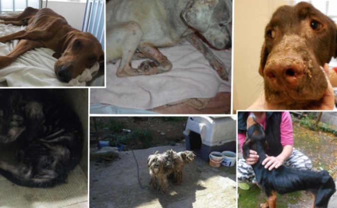 Elpida shelter of Hope vet and food bills .