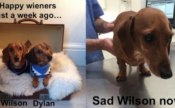 Save Wilson The Line Walking Wiener Dog