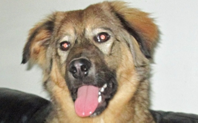 Save Laila, the Romanian Rescue Dog
