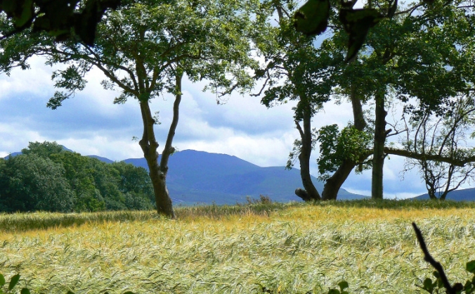 Natur Cymru - Nature of Wales