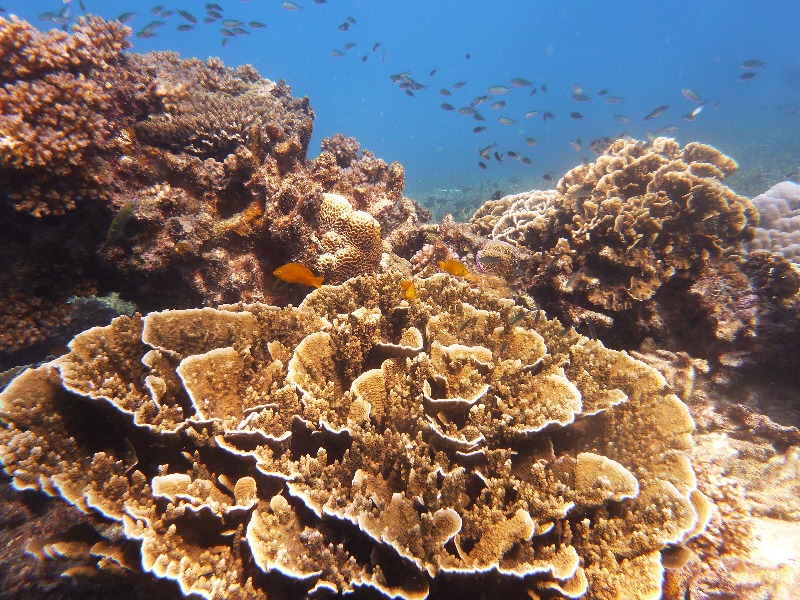 why coral reefs have been called the rainforests of the oceans The tragedy of the commons invading our environmental coral reefs have been called the rainforests more about the tragedy of the commons invading our. why coral reefs have been called the rainforests of the oceans The tragedy of the commons invading our environmental coral reefs have been called the rainforests more about the tragedy of the commons invading our.