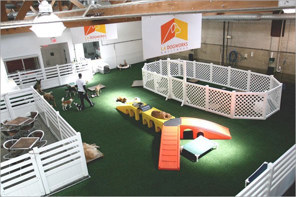 Indoor Dog Park Sydney Indoor Dog Park Sydney