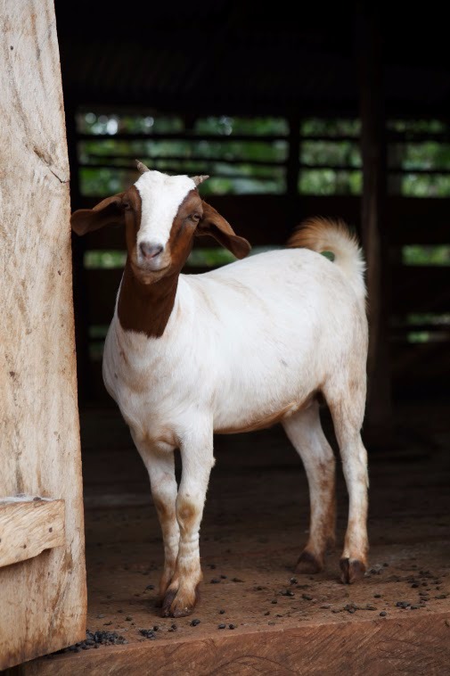 Kinawanswa Goat Farm We're setting up a goat farm that will improve