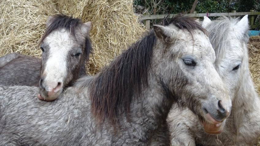 Cecil's Horse Sanctuary