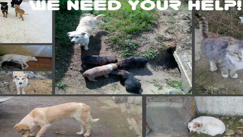 How Many Homeless Dogs In Uk How Many Homeless Dogs In Uk