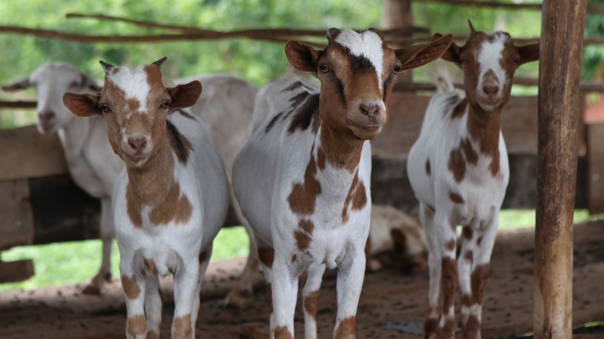 Kinawanswa Goat Farm