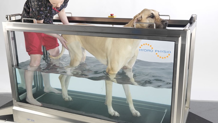 North Wales Coasts 1st dog hydrotherapy treadmill!