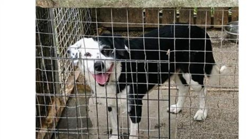 Dog Kennel And Run Ayrshire Dog Kennel And Run Ayrshire