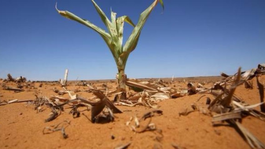 Zimbabwe Starvation Fund