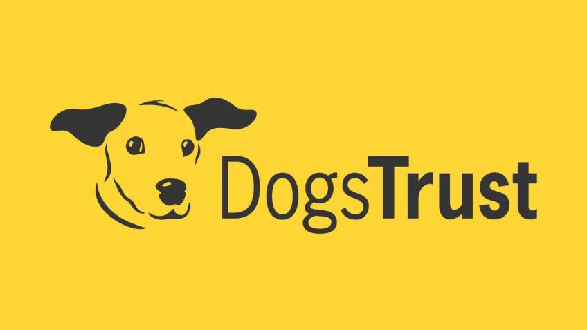 Fundraise for Stray Dogs in the UK