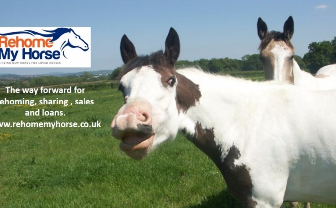rehome my rehome my helping more horses and owners crowdfunding rss rehome my rehome my helping more horses and owners crowdfunding rss