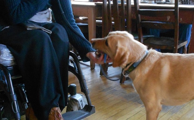 Independent Assistance Dog Agency pilot