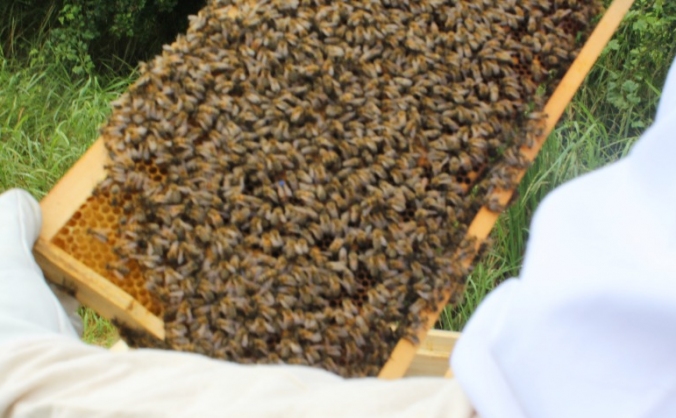 fields bee emporium