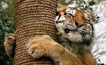 Crowdfund Dartmoor Zoo