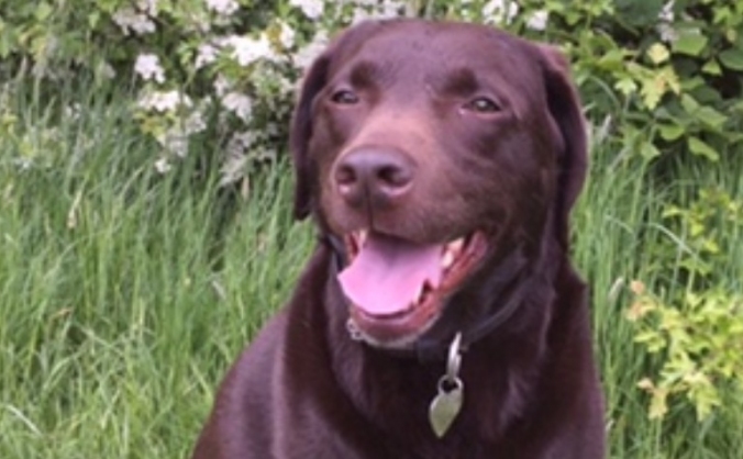 Help save May!