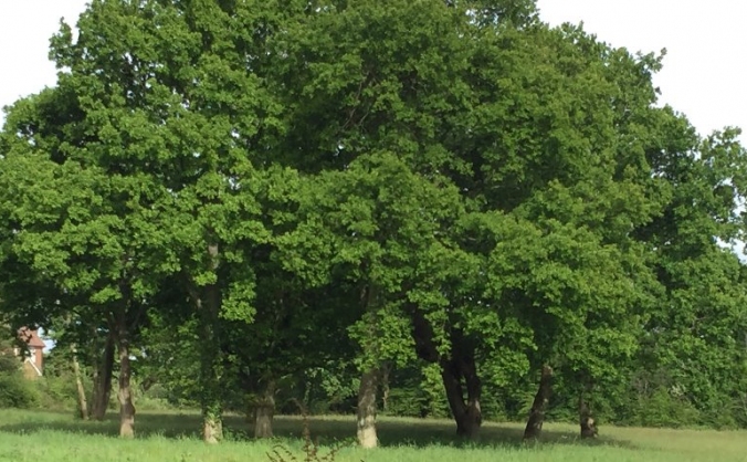 Save East Hoathly