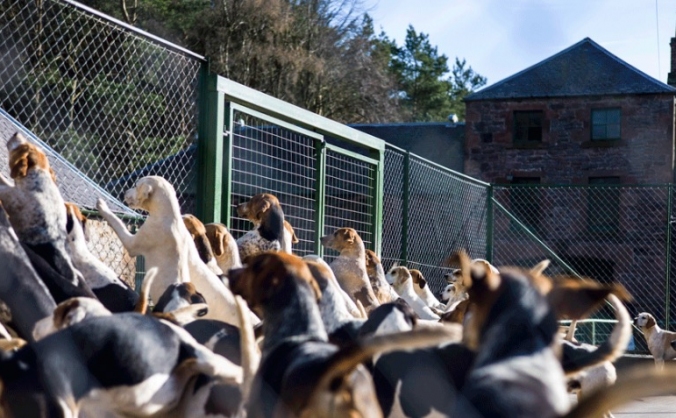 Hound Vaccination