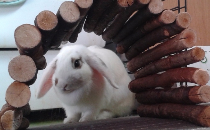 Funds for Flossy, rescue Bunny