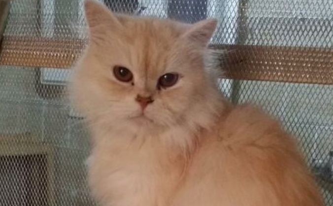 Save Kitty