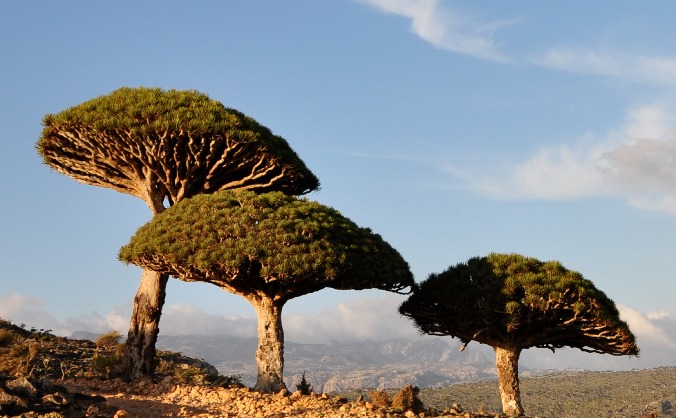 Training and children's education - Socotra, Yemen
