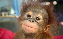 Save The Orangutans