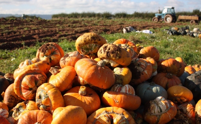 Bristol Food Producers - Growing Our Food