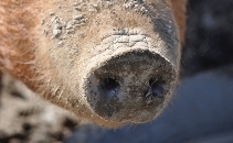 Save our Free Range Tamworth Pig Farm
