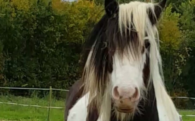 Baxter need a new home for Christmas.