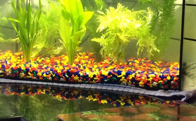 Aquarium leasing - educational