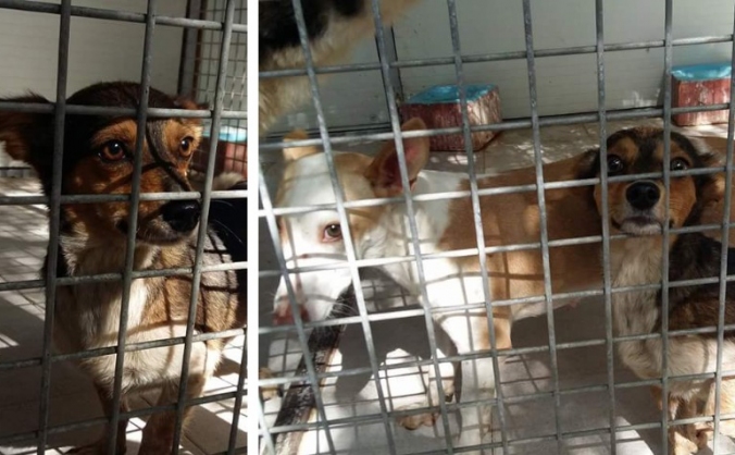 Save These Two Little Dogs - Help Us To Help Them!