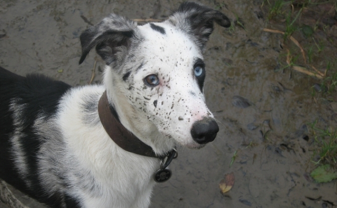 Save Lurcher jak's eyes