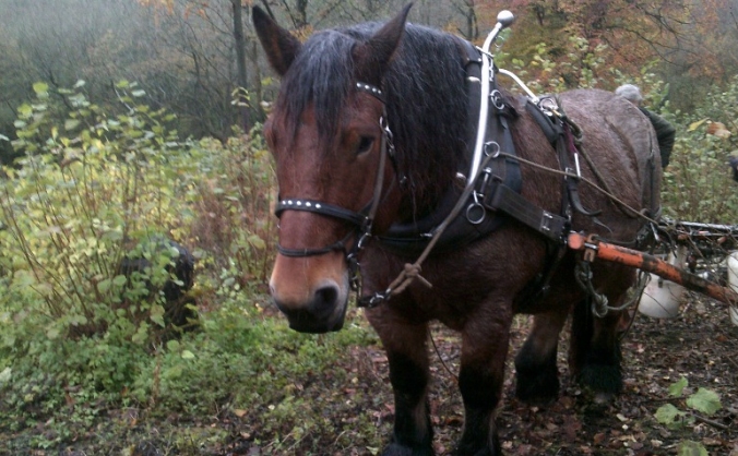 working woodland horse